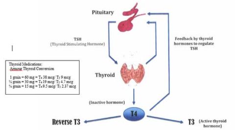 Thyroid Optimization or Confusion? | Mitchell Medical Group